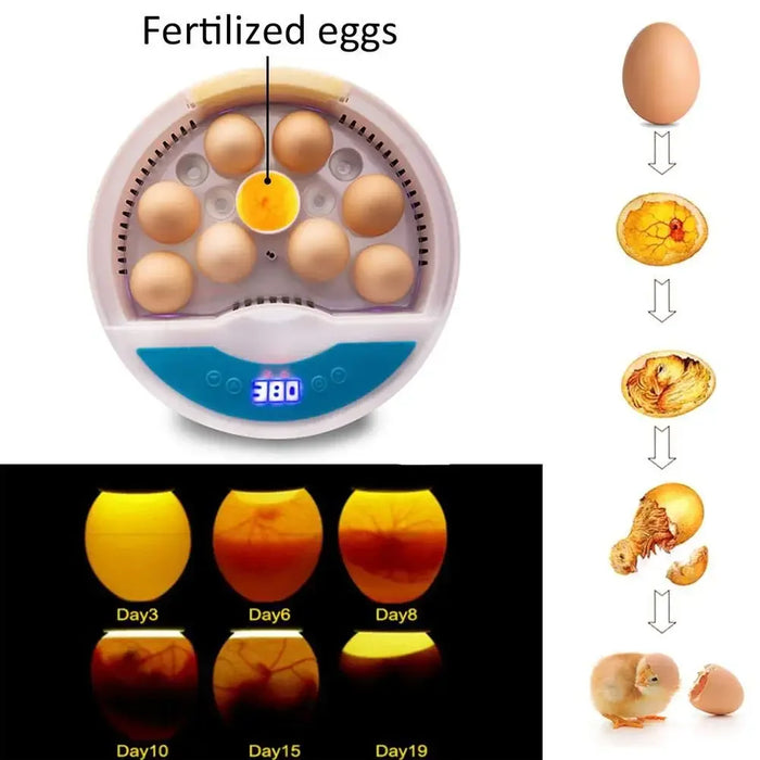 Small 9-Egg Hatching Machine for Poultry and Reptiles