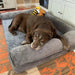 Large Dog Bed with Removable Cover “ Ultimate Comfort for Your Pet - FLUXA