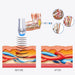 AU plug type for physiotherapy, muscle pain relief, and sports recovery