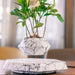 Levitating Off White Bonsai Pot with Magnetic Floating Planter and Rotational Feature